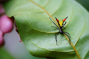Amazon Thorn Spider Micrathena Schreibersi on a leaf in Amazonas rainforest. Extremely colored spider, base color yellow with two tail spikes in fire red and black. Near the village Solimoes, Brazil.
