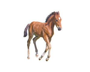 Running foal brown color isolated