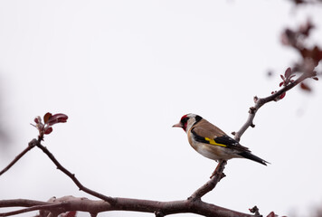 Goldfinch, bird, animal, wildlife, nature