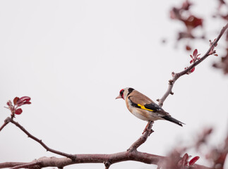 Fototapeta premium Goldfinch, bird, animal, wildlife, nature