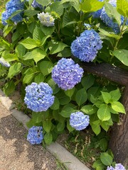 blue hydrangea flowers