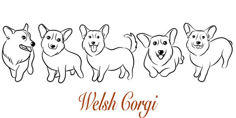 Doodle Cartoon Pembroke Welsh Corgi illustration set in different poses. Cute sitting, running and lying vector dog isolated on white background