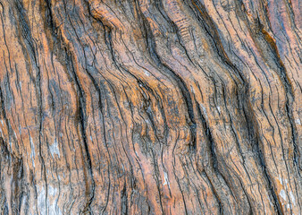 monochrome texture of old wood or wooden backdrop closeup, black and white vintage gray background macro, wallpaper