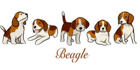 doodle style hand drawn, Cute cool beagle puppy set. Collection of flat dog in various poses and actions. Vector illustration of domestic pet behavior