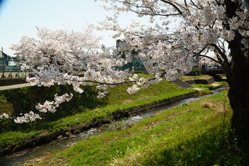 春の小川