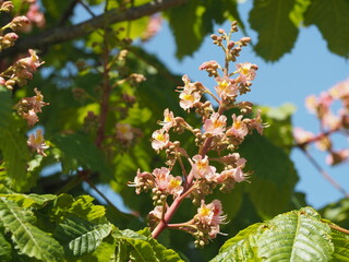 落葉樹　ベニバナトチノキ　ピンクの花