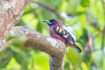 Banded Broadbill  a rare bird on the branch of the tree.