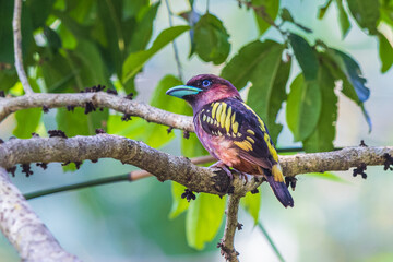 Banded Broadbill  a rare bird on the branch of the tree.