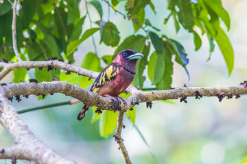 Banded Broadbill  a rare bird on the branch of the tree.