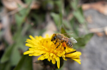 bee on flower