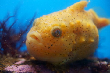 Lumpfishes swimming in a tank