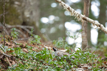 エゾライチョウ