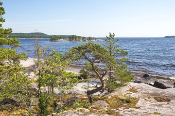 Fototapeta na wymiar Trees on the Koyonsaari Island. Ladoga Lake. Karelia Republic summer landscape, Russia