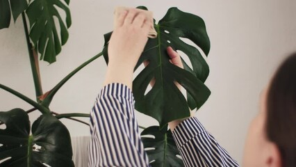 Monstera lover at home. Side view of female hands rub and wipe dust off leaves houseplant Monstera Deliciosa with care in cozy living room. Concept plant care, gardening, housewife, housework chores