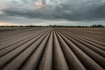 Furrows row pattern in a plowed field prepared for planting potatoes crops under clouds