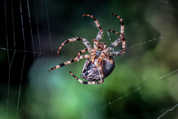 Garden cross spider on the web