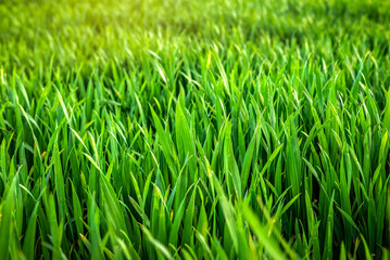Fototapeta na wymiar Green lush wheat grass as a background