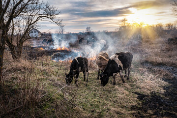 Herd of cows in the middle of dry burning grass