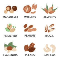 Nuts and seeds in hand draw design Vector illustration set. Collection of nuts, seed icons, infographic elements isolated on white background. Vector illustration