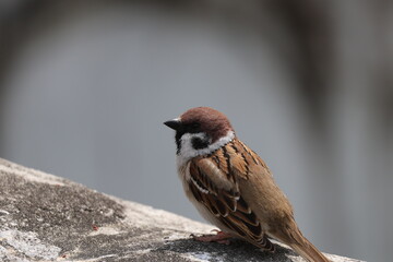 sparrow on a branch