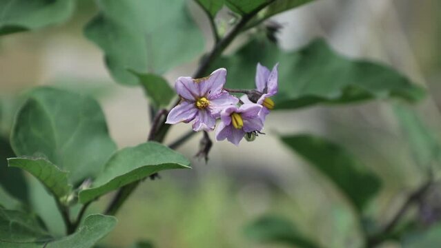 Eggplant flowers grow in the fields. Eggplant flower purple color