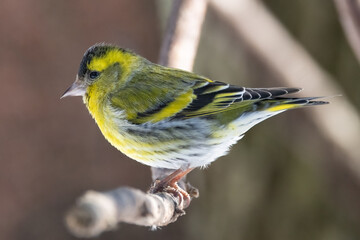 Eurasian Siskin