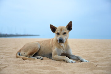 A slender stray dog ​​with short, light brown hair lies on sandy beach near sea. Native dogs...