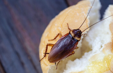 The problem in the house because of cockroaches living in the kitchen.Cockroach eating whole wheat bread on wooden table. Cockroaches are carriers of the disease. Close-up, top view of a cockroach.