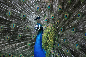 Fototapeta na wymiar Indian peafowl blue (Pavo cristatus) portrait