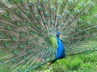 Naklejka premium Indian peafowl blue (Pavo cristatus) portrait