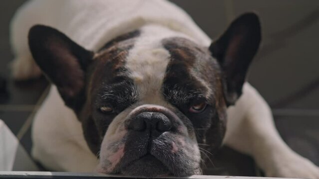 cute french bulldog looking to the viewers camera moving slow motion