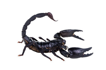 Emperor Scorpion, Pandinus imperator isolated on transparent background with clipping path, single...