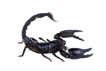 Emperor Scorpion, Pandinus imperator isolated on transparent background with clipping path, single scorpion with clipping path and alpha channel. foliage in summer for both printing and web pages. 