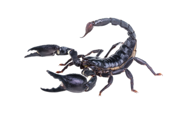 Emperor Scorpion, Pandinus imperator isolated on transparent background with clipping path, single scorpion with clipping path and alpha channel. foliage in summer for both printing and web pages. 