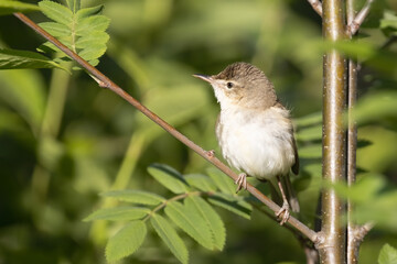 Fototapeta premium Blyth’s Reed Warbler