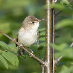 Blyth’s Reed Warbler