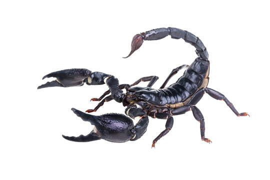 Emperor Scorpion, Pandinus imperator isolated on transparent background with clipping path, single scorpion with clipping path and alpha channel. foliage in summer for both printing and web pages. 