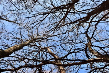 The bare tree branches with a bright blue sky.