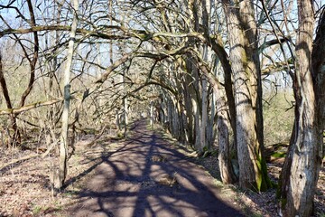 The trail under the bare tree branches in the woods.
