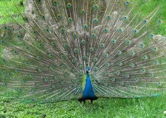 Fotobehang Indian peafowl blue (Pavo cristatus) portrait © Hipokamp