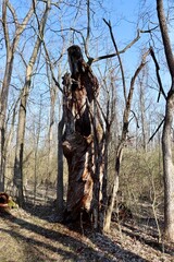 The old hollow tree stump in the forest.