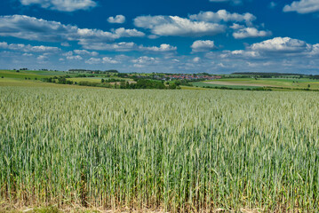 Gersten Felder im Frühling Oberfranken Deutschland