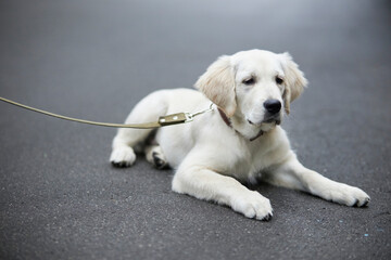 A beautiful puppy of a golden retriever lies on the pavement. Beautiful purebred dog golden retriever labrador. Portrait of a funny golden retriever dog. Golden retriever.