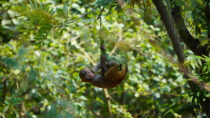 baby monkey hanging on a tree