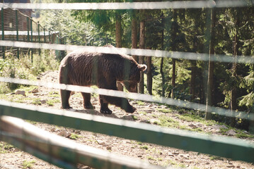 Large brown bear in natural habitat .Rehabilitation center for endangered bears in mountains in Ukraine. Help the victims of mankind violence. Wild animals protection. Dangerous animal in preserve.