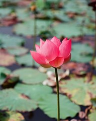 Nature photo: Lotus flowers. This is beautifull flowers.Time: Februar 19, 2023. Location: Ho Chi Minh City. Content: Lotus has both aroma and color, but the lotus scent is not too strong but gentle. 