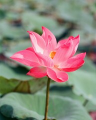 Nature photo: Lotus flowers. This is beautifull flowers.Time: Februar 19, 2023. Location: Ho Chi Minh City. Content: Lotus has both aroma and color, but the lotus scent is not too strong but gentle. 