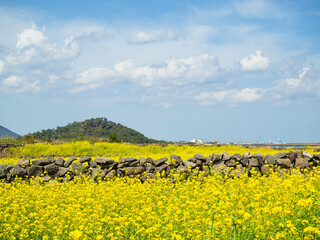 Beautiful rapeseed field under clear and cloudy sky