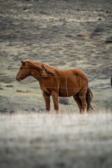 caballo en la cerca