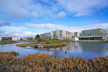 Suburban campus of University College, Dublin, with modern buildings and natural wetlands - 588785292